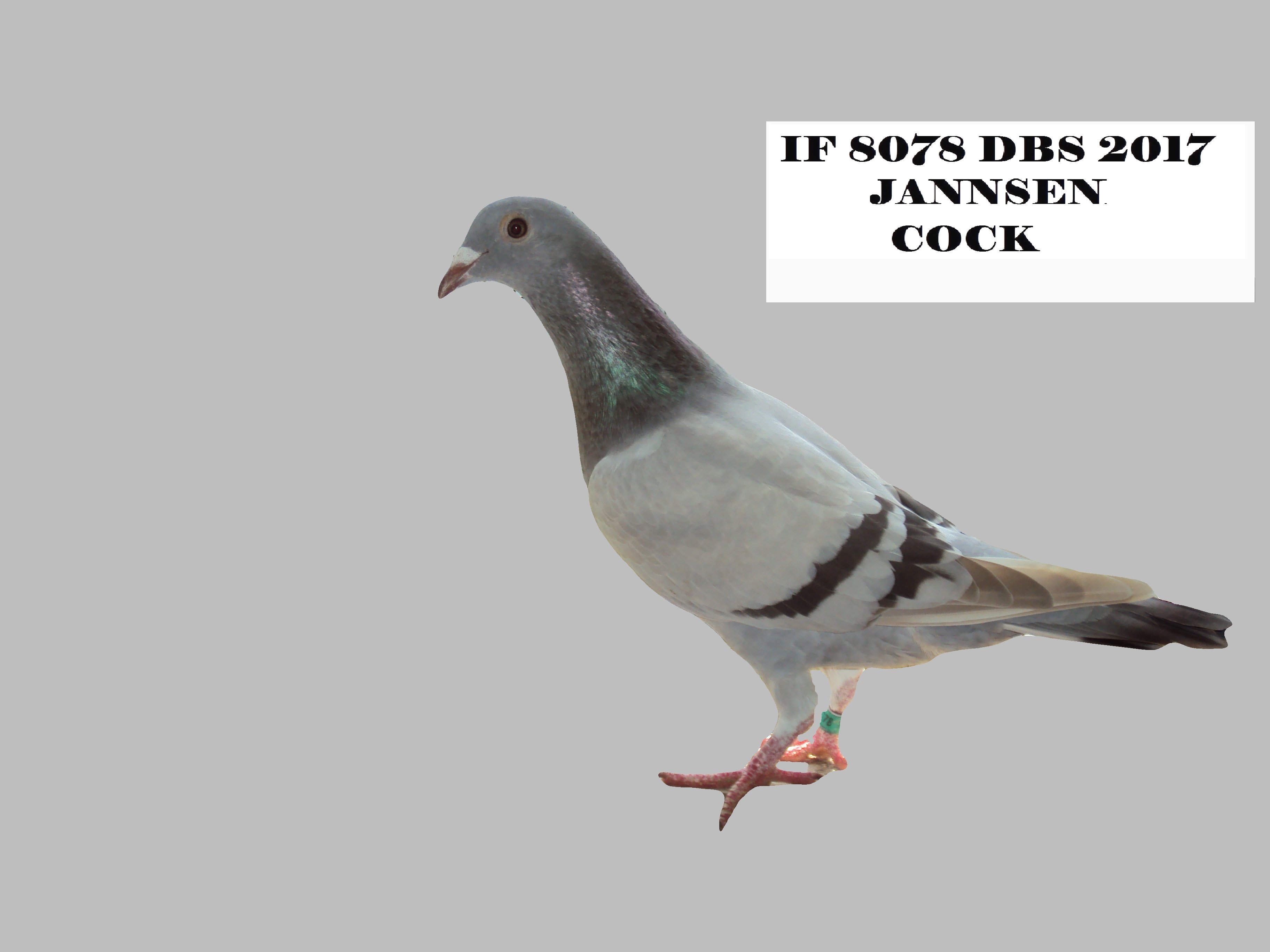 PIGEONS 4 SALE